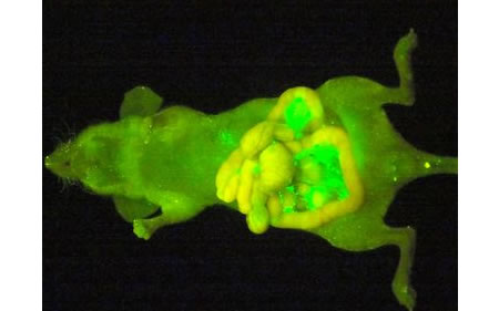Japanese team develops a reagent that can make cancer cells glow and become visible to the naked eye Cancer cells Japanese team develops a reagent that can make cancer cells glow and become visible to the naked eye