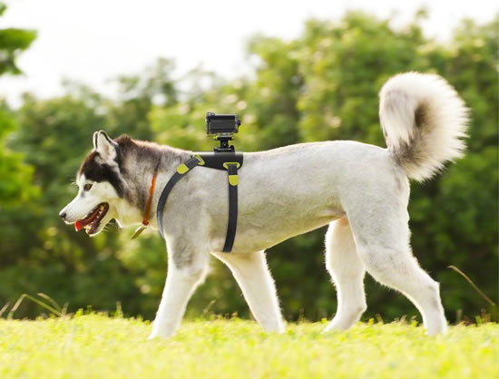 Sony announces six new mounting options for Action Cam video camera made for adventure dog AKA DM1 sony 1 Sony announces six new mounting options for Action Cam video camera made for adventure